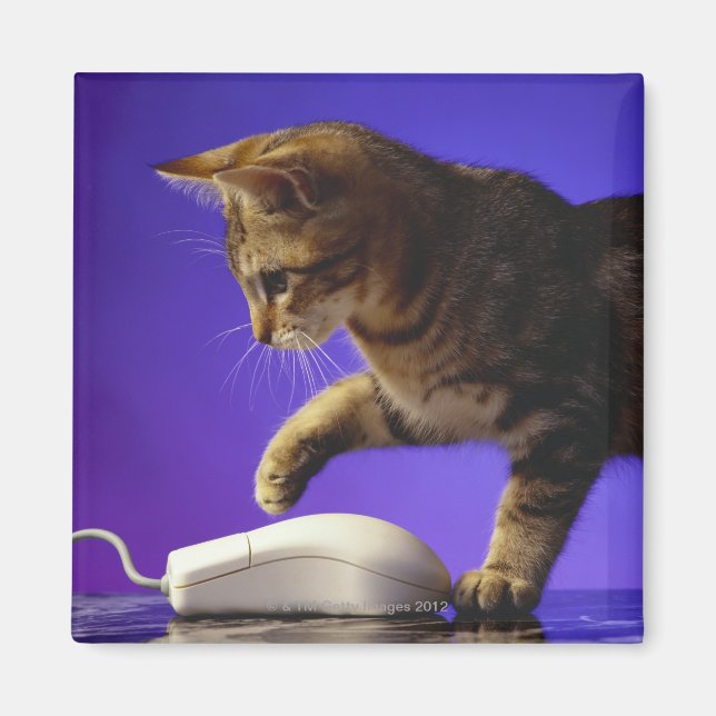 Kitten with computer mouse magnet (Front)