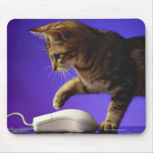 Kitten with computer mouse pad