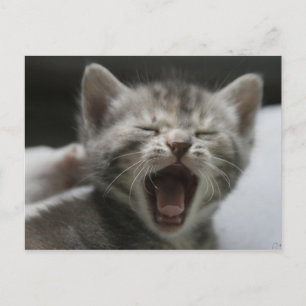 Kitten Yawning Postcard