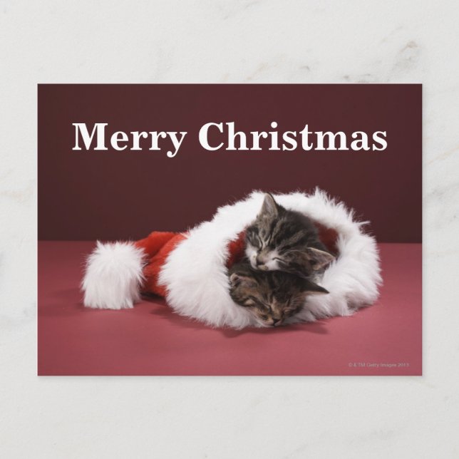 Kittens asleep together in Christmas hat Holiday Postcard (Front)