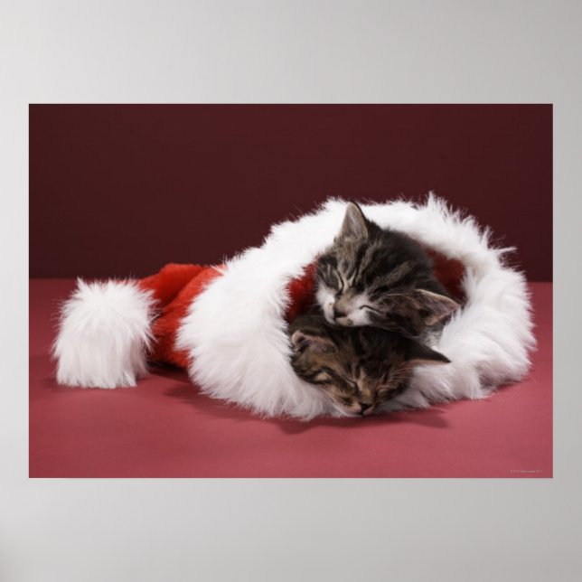 Kittens asleep together in Christmas hat Poster (Front)