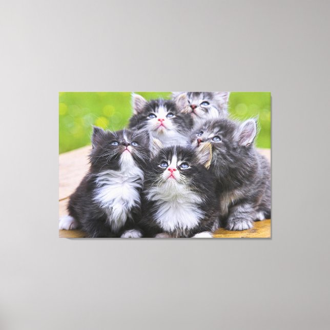 Kittens Canvas Print (Front)