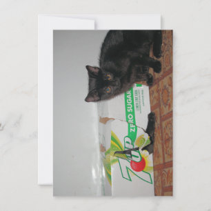 Kittens Card