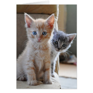 Kittens de Curious