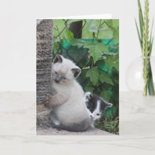 Kittens greeting card