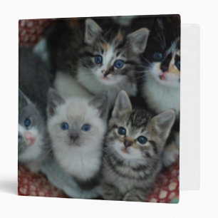 Kittens In A Basket Binder