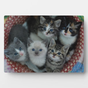 Kittens In A Basket Plaque