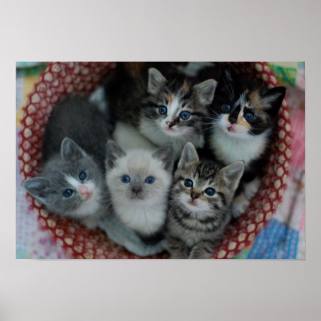 Kittens In A Basket Poster (Front)
