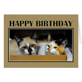 Happy Birthday Calico Cat Cards, Happy Birthday Calico Cat Greeting