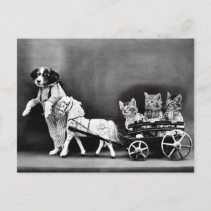 Kittens in a Carriage Postcard