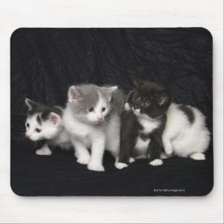 Kittens in a Studio Shot Mouse Pad