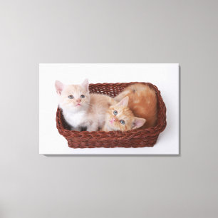 Kittens in basket canvas print