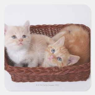 Kittens in basket square sticker