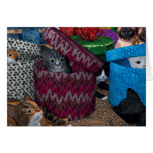 Kittens In Boxes