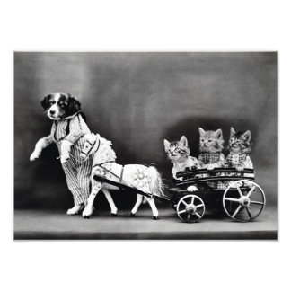 Kittens in Carriage Photo Print