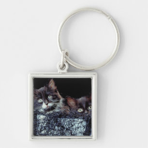 Kittens in container keychain
