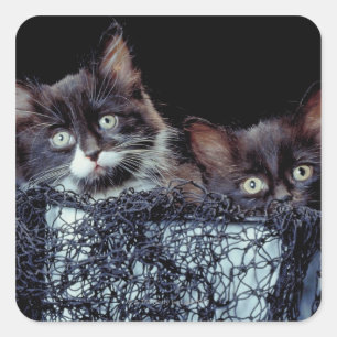 Kittens in container square sticker