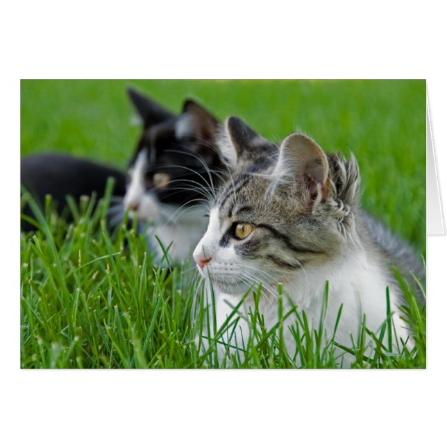 Kittens In Grass (Front Horizontal)