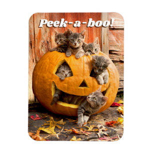 Kittens in Jack-o-Lantern Magnet
