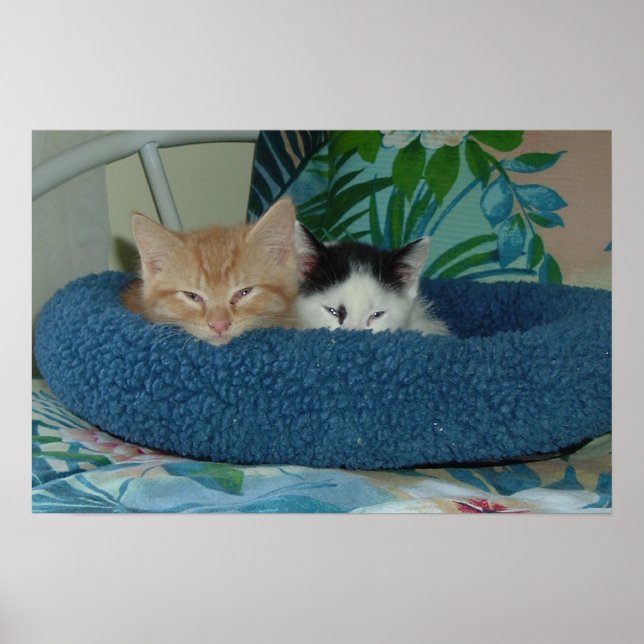 Kittens in Love Poster (Front)