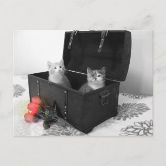 kittens in trunk with flowers postcard