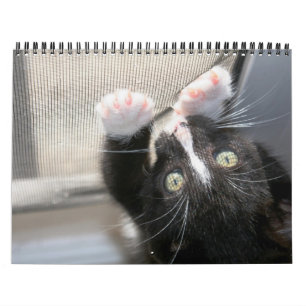 Kittens, kittens! calendar