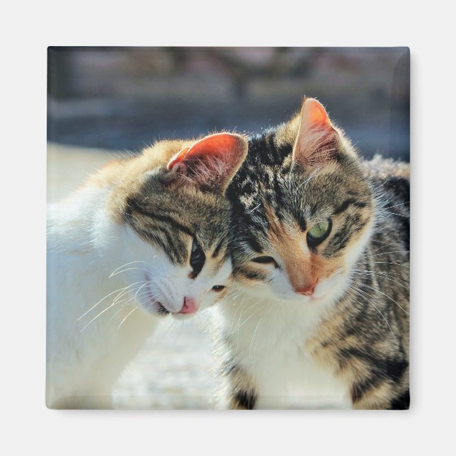 Kittens Magnet (Front)