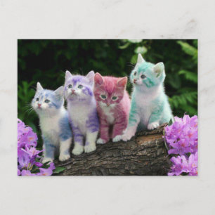 kittens met kleur postcard
