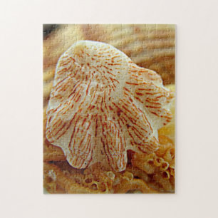 Kitten's Paw Shell Puzzle