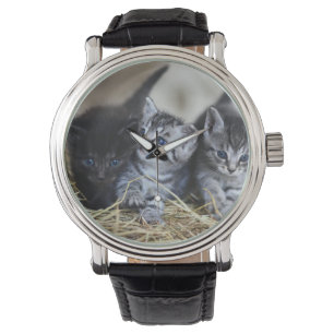 Kittens, Pet, Felines Watch