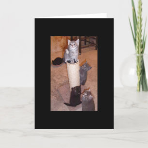 Kittens Playing Card