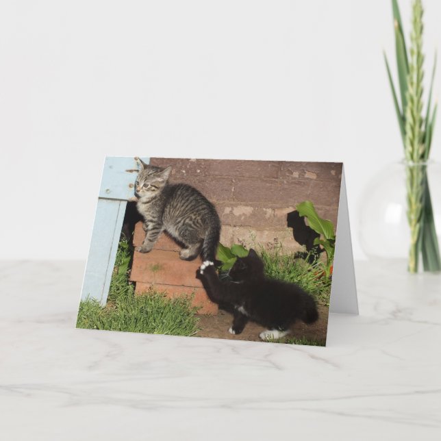 Kittens playing Tag Greeting Card (Front)