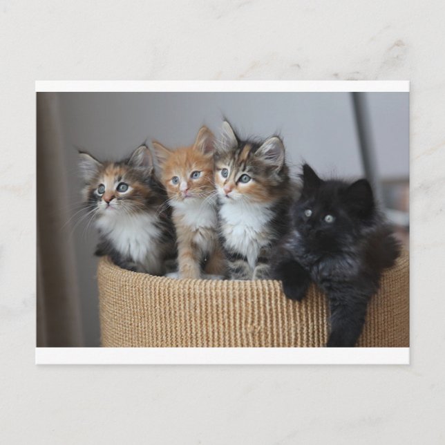 Kittens postcard (Front)