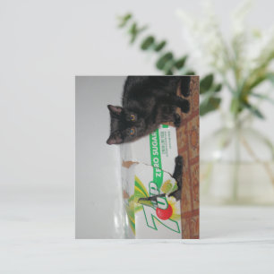 Kittens Postcard