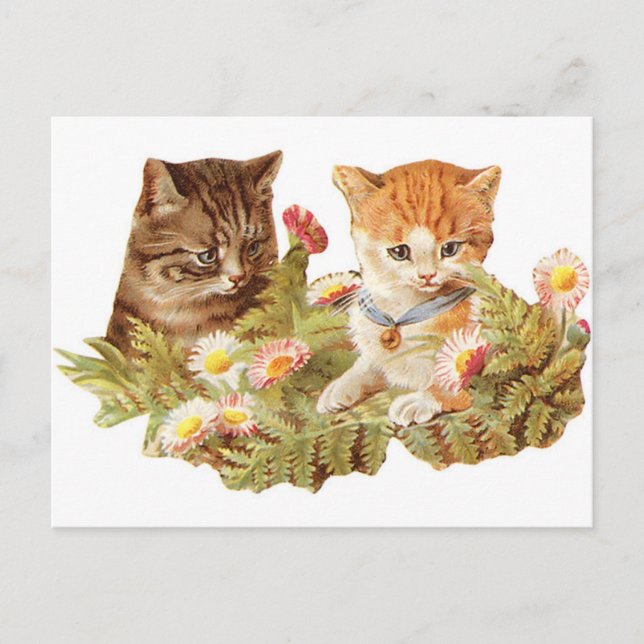 Kittens Postcard (Front)
