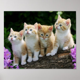 Kittens Poster