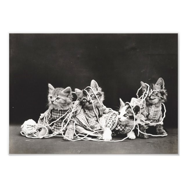 Kittens Tangled in Yarn Photo Print (Front)