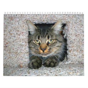 Kitties Calendar