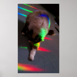 Kitties = Light & Love Poster