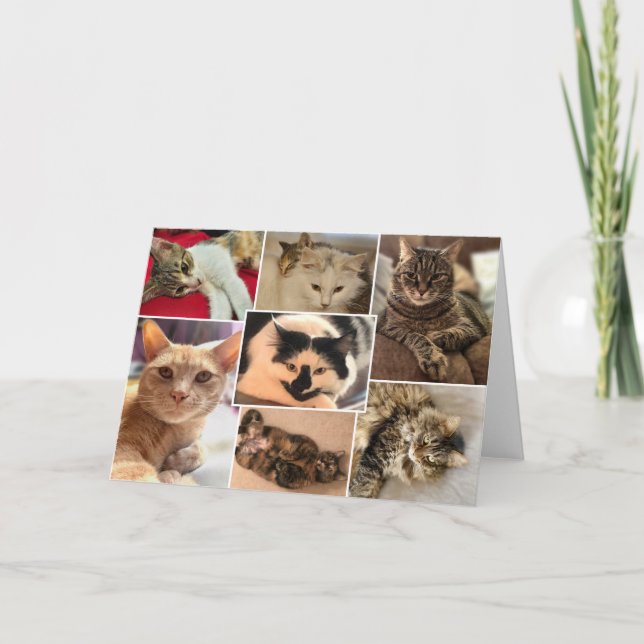 Kitties of Johnston County Card (Front)