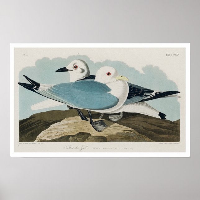 Kittiwake Gull by Audubon Poster (Front)