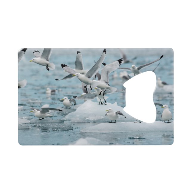 Kittiwakes Flying Wallet Bottle Opener (Back Horizontal)