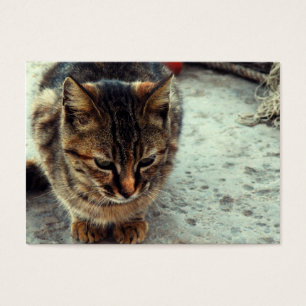 Kitty