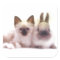Kitty And Bunny Products