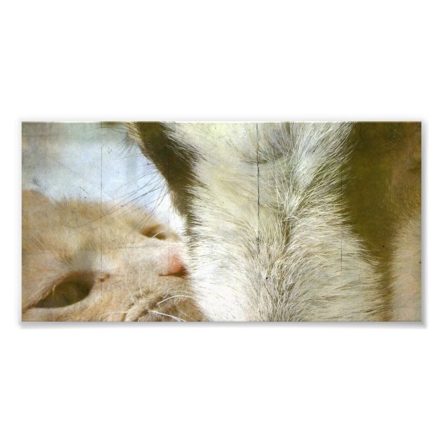 Kitty and Goat Friends Photo Print (Front)