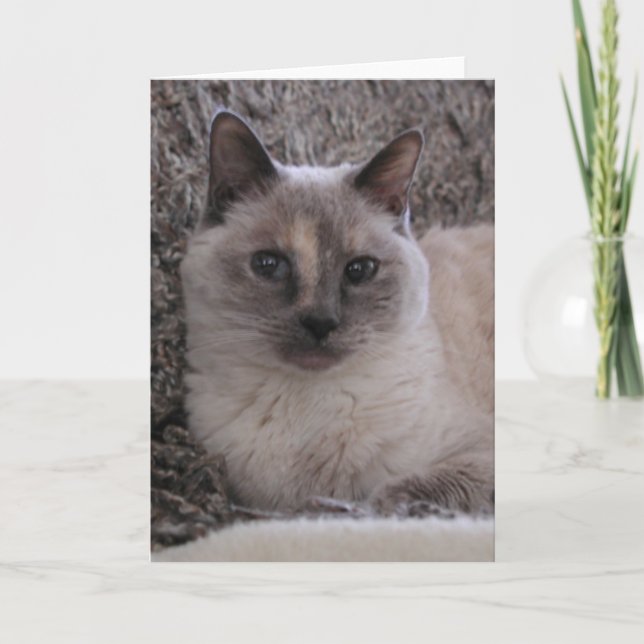Kitty Blue's portrait Card (Front)