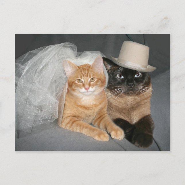Kitty Bride and Groom Postcard (Front)