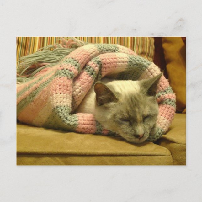 Kitty Burrito Postcard (Front)