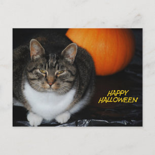 Kitty Cat And Pumpkin Happy Halloween Postcard
