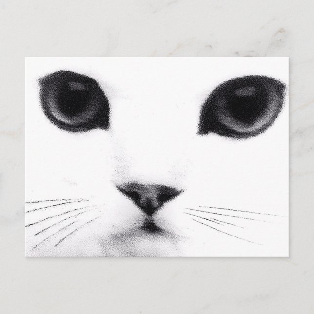 Kitty Cat Features Postcard (Front)